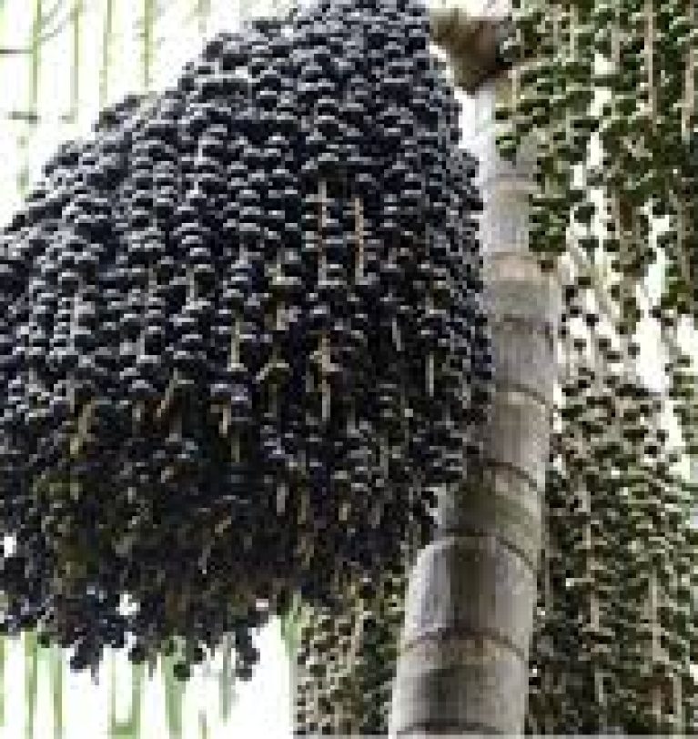 Acai – An Amazonian Super Food