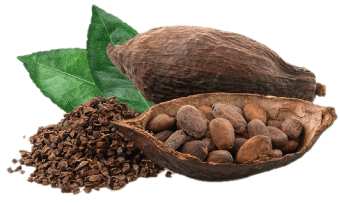 cacao-cabecera-tmp-min.png