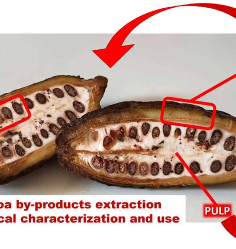 HOW CAN THE WHOLE CACAO POD BE UPCYCLED? CACAO POD HUSKS